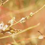 年末年始休診のお知らせ：12月29日(水)〜1月3日(月)